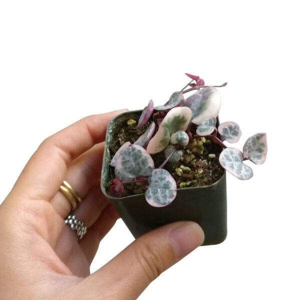 Variegated String of Hearts - Image 7