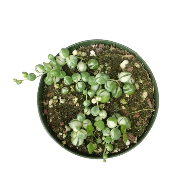 Variegated String Of Pearls - Image 5
