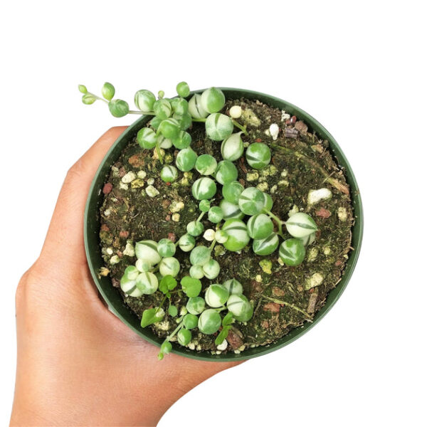 Variegated String Of Pearls - Image 4