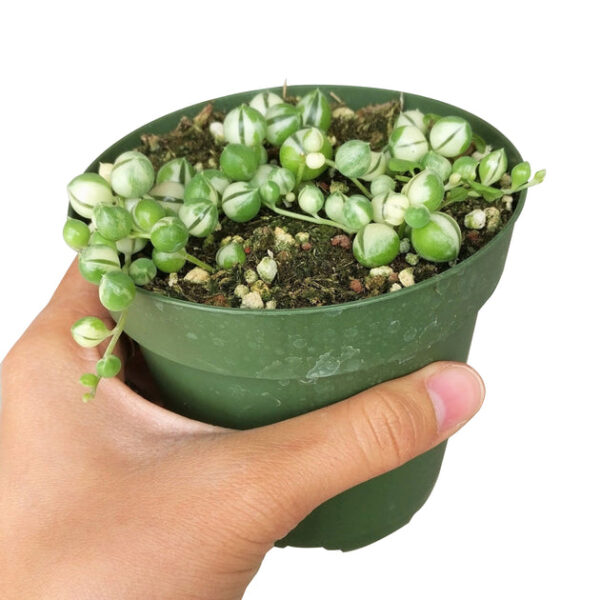 Variegated String Of Pearls - Image 3