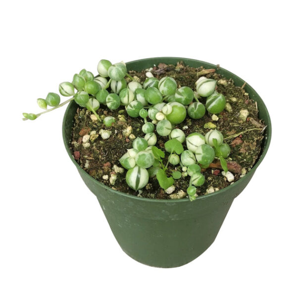 Variegated String Of Pearls - Image 6