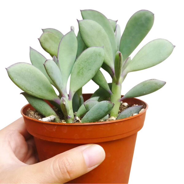 Vertical Leaf Senecio - Image 4
