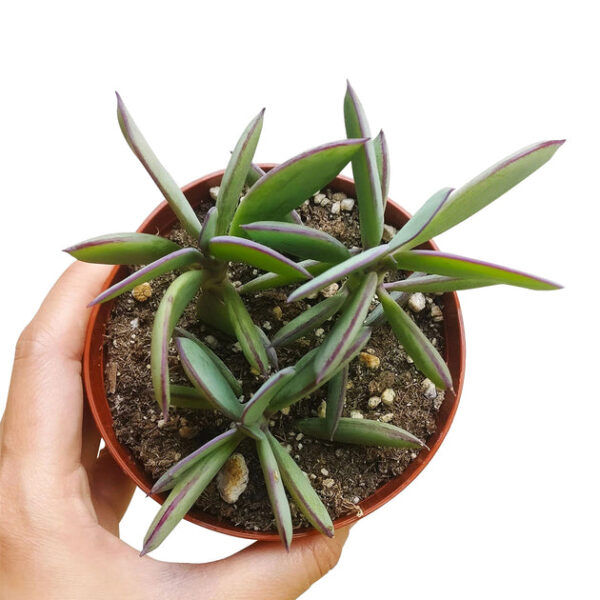 Vertical Leaf Senecio - Image 5
