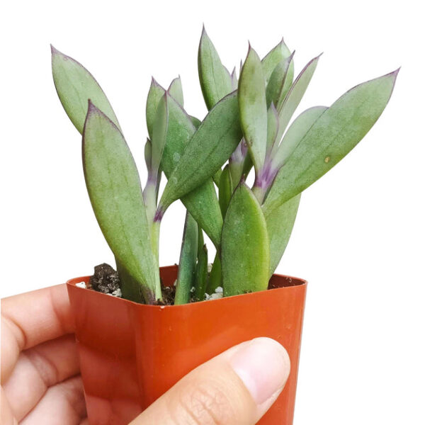 Vertical Leaf Senecio - Image 6