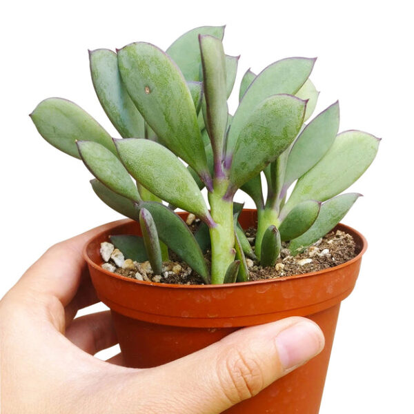Vertical Leaf Senecio - Image 8