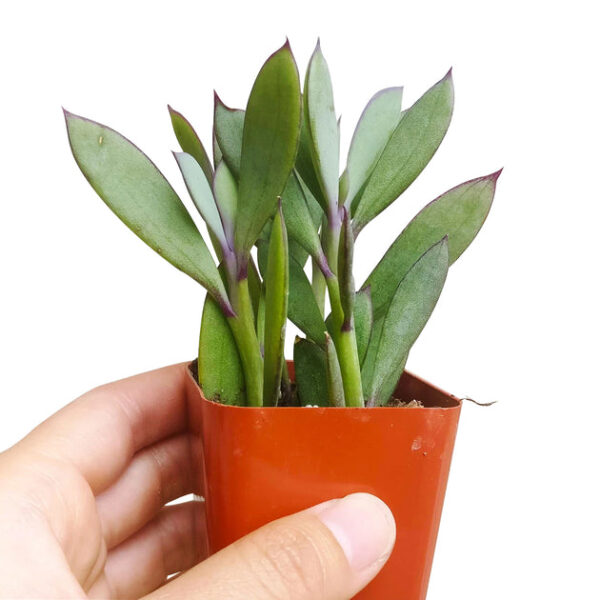 Vertical Leaf Senecio - Image 9