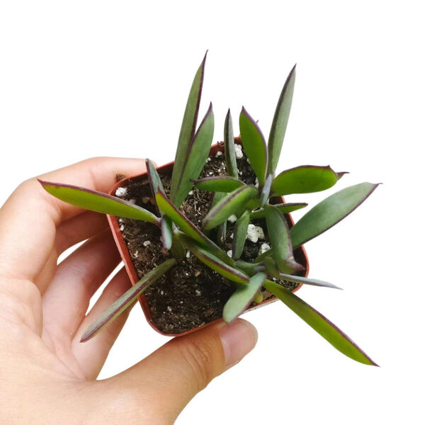 Vertical Leaf Senecio - Image 7