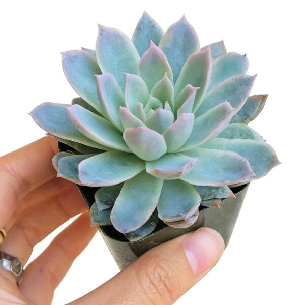 Echeveria Violet Queen - Image 2