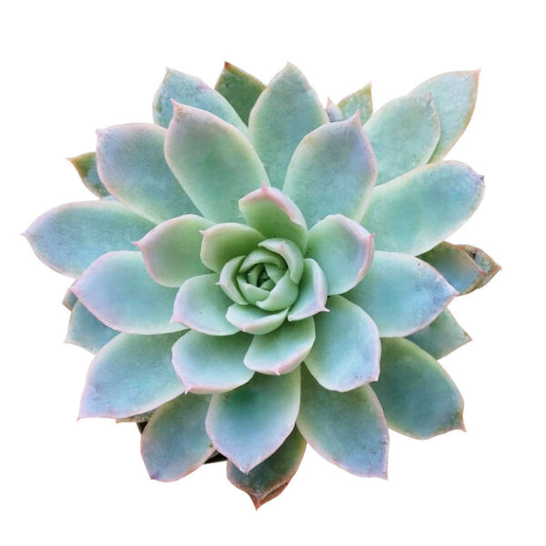 Echeveria Violet Queen - Image 3