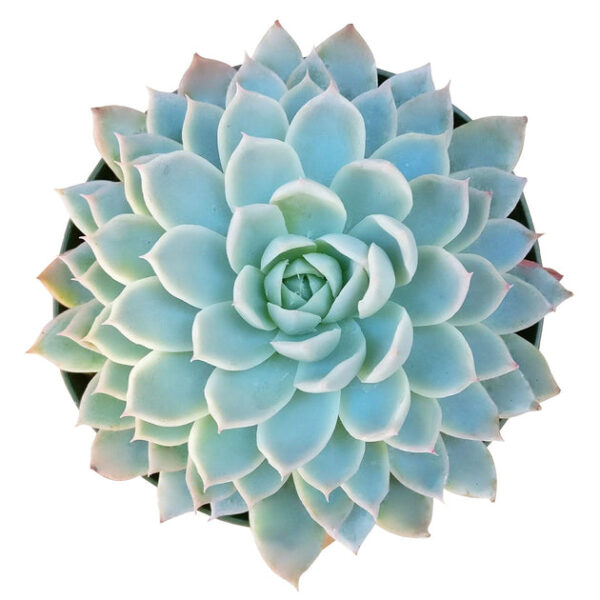 Echeveria Violet Queen - Image 4