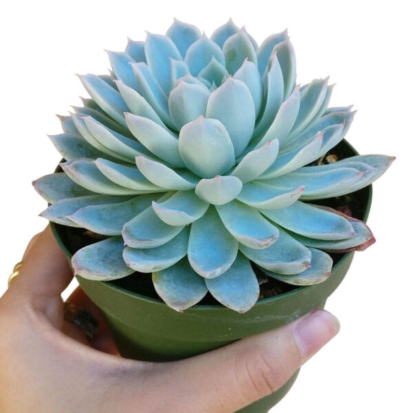 Echeveria Violet Queen - Image 5