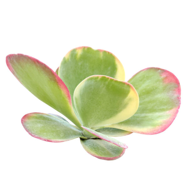Variegated Paddle Kalanchoe - Image 2