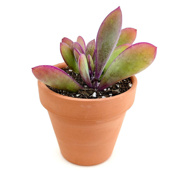 Vertical Leaf Senecio - Image 2