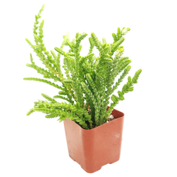 Crassula Watch Chain - Image 4