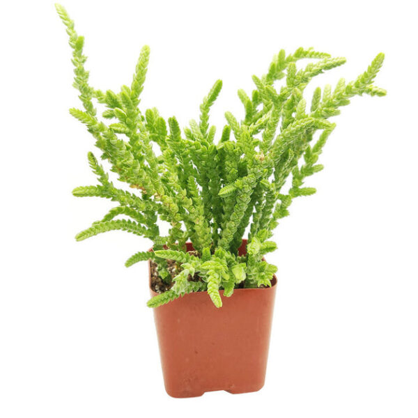 Crassula Watch Chain - Image 5