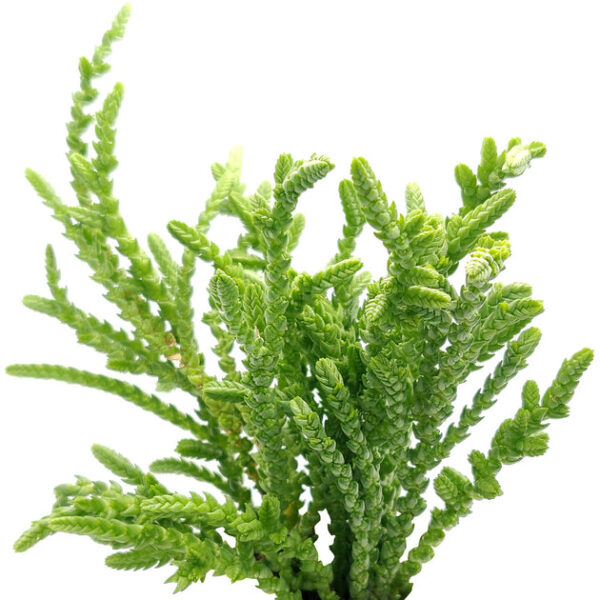 Crassula Watch Chain - Image 3