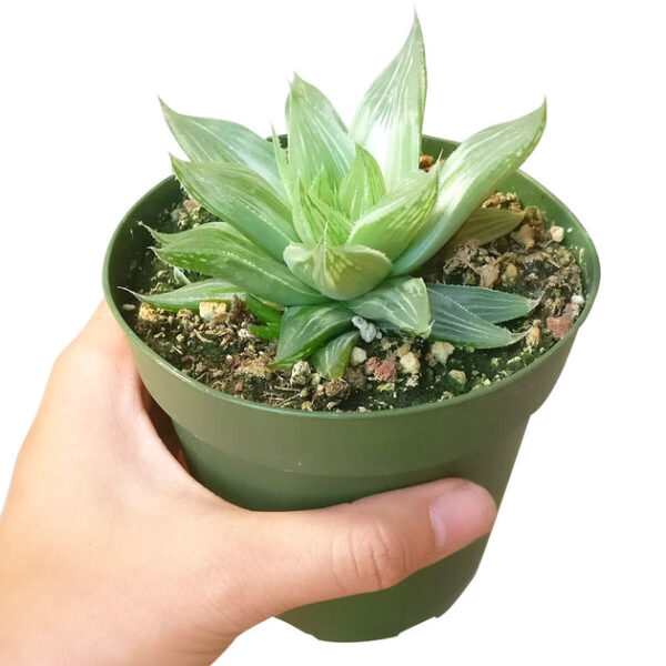 Haworthia White Ghost - Image 6