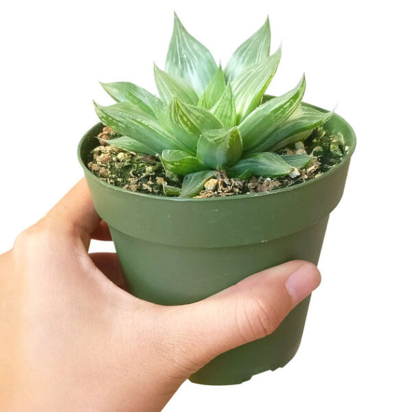 Haworthia White Ghost - Image 7