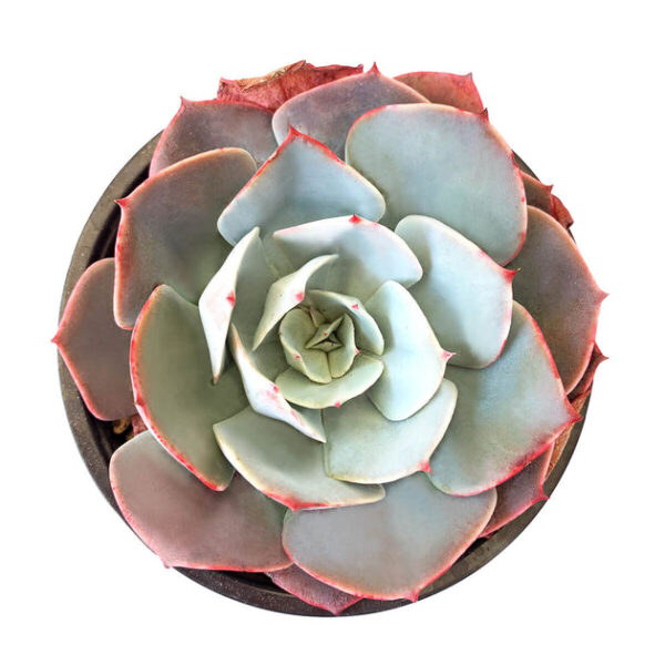 Echeveria White Rose - Image 2