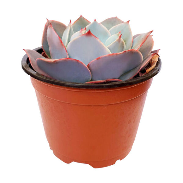 Echeveria White Rose - Image 3