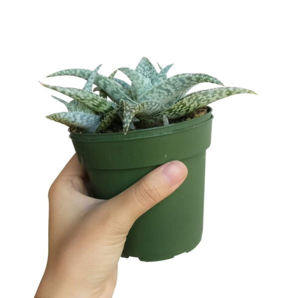 White Fox Aloe Plant - Image 4