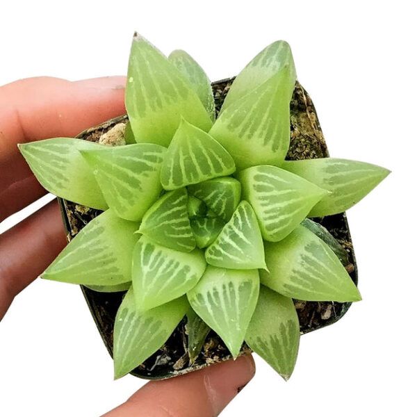 Window Haworthia Succulent - Image 3