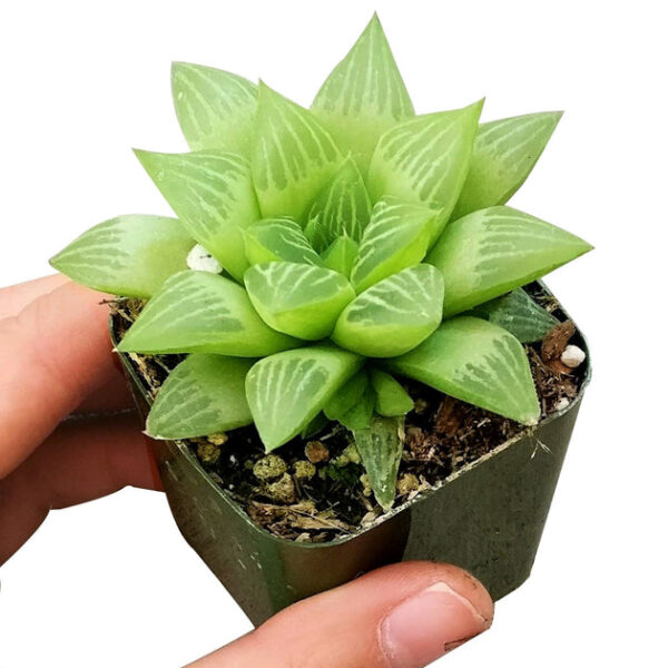 Window Haworthia Succulent - Image 4