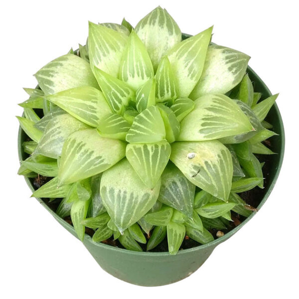 Window Haworthia Succulent - Image 9