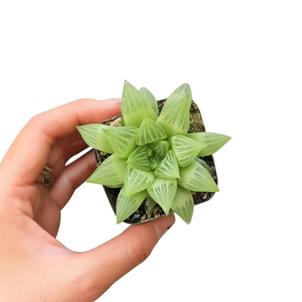 Window Haworthia Succulent - Image 6