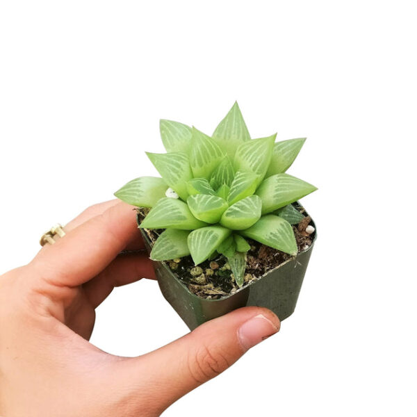 Window Haworthia Succulent - Image 7