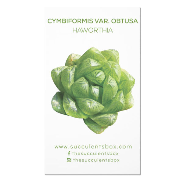 Agave/ Aloe/ Gasteria and Haworthia Succulent ID Cards - Image 4