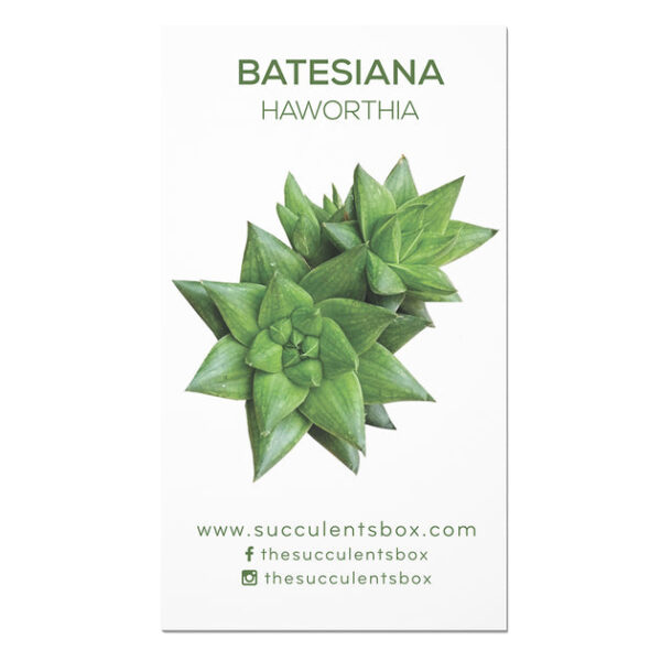 Agave/ Aloe/ Gasteria and Haworthia Succulent ID Cards - Image 6