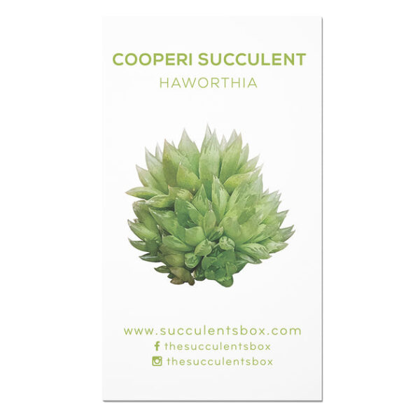 Agave/ Aloe/ Gasteria and Haworthia Succulent ID Cards - Image 3