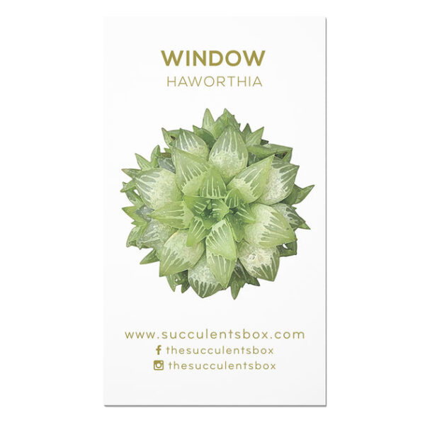 Agave/ Aloe/ Gasteria and Haworthia Succulent ID Cards - Image 5
