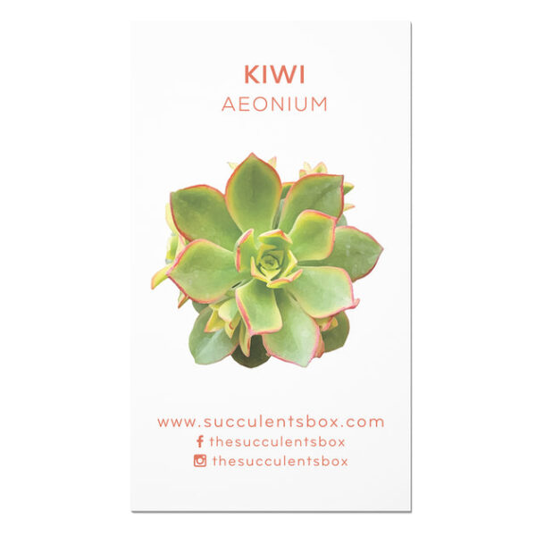 Aeonium Succulent ID Cards - Image 2
