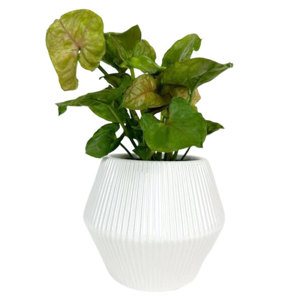 6 inch White Glazed Geometric Striped Ceramic Planter - Image 6
