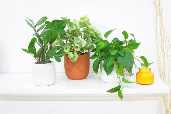 Peperomia Obtusifolia Variegata - Image 9