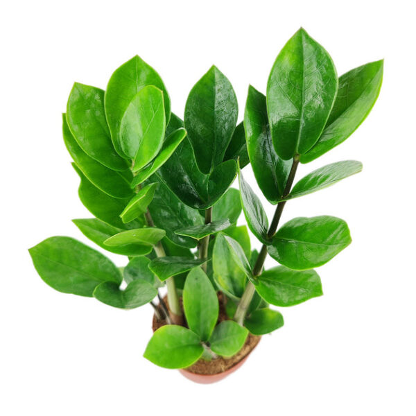 ZZ Plant - Image 4