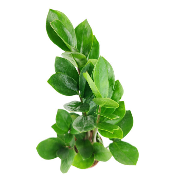 ZZ Plant - Image 5