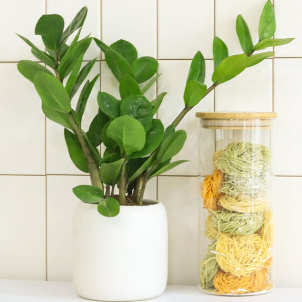 ZZ Plant - Image 2