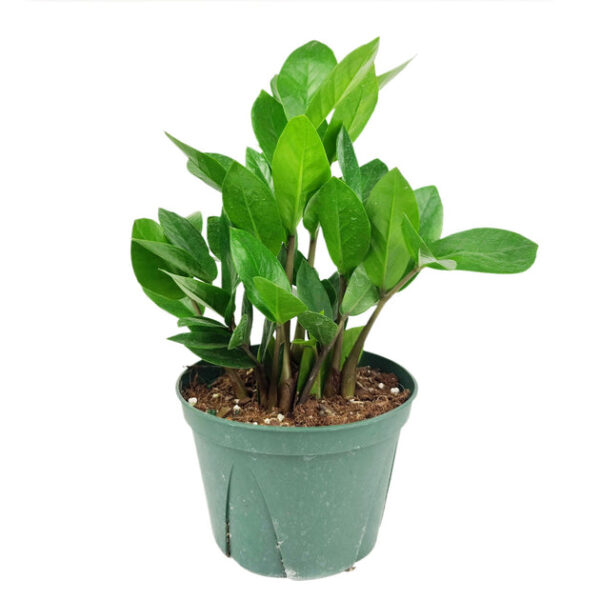 ZZ Plant - Image 9