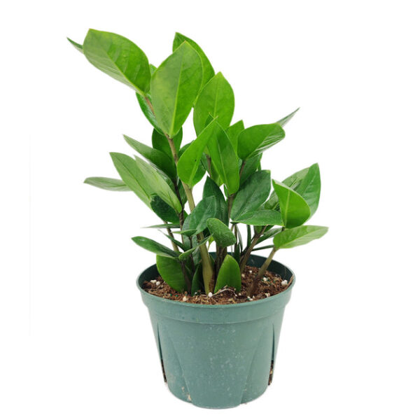 ZZ Plant - Image 3