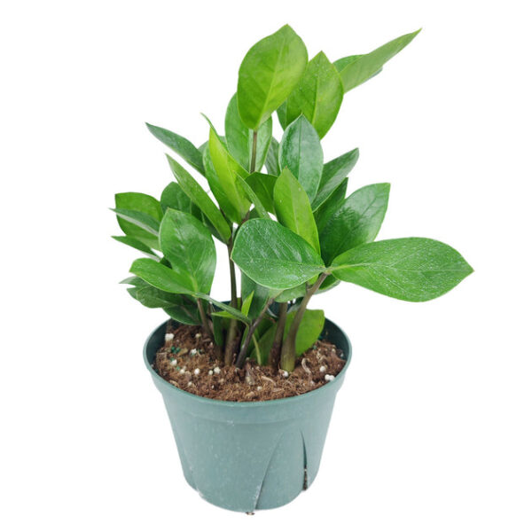 ZZ Plant - Image 8