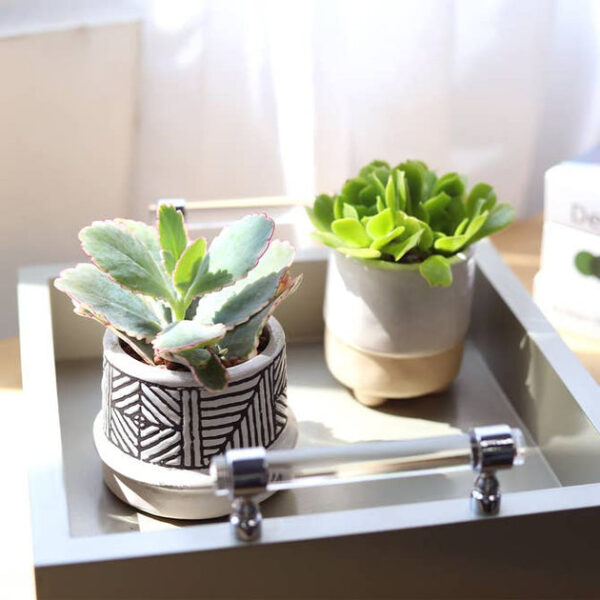 Lavender Scallops Kalanchoe - Image 5