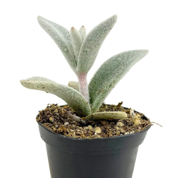Kalanchoe Polar Bear - Image 3