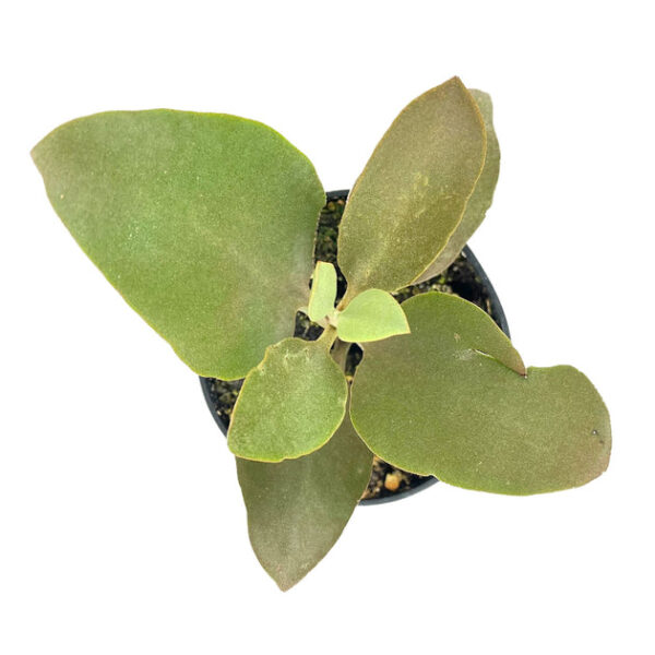 Kalanchoe orgyalis Copper Spoons - Image 4