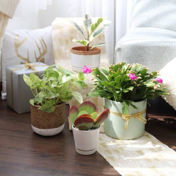 6 Inch Round Plastic Planter - Image 9