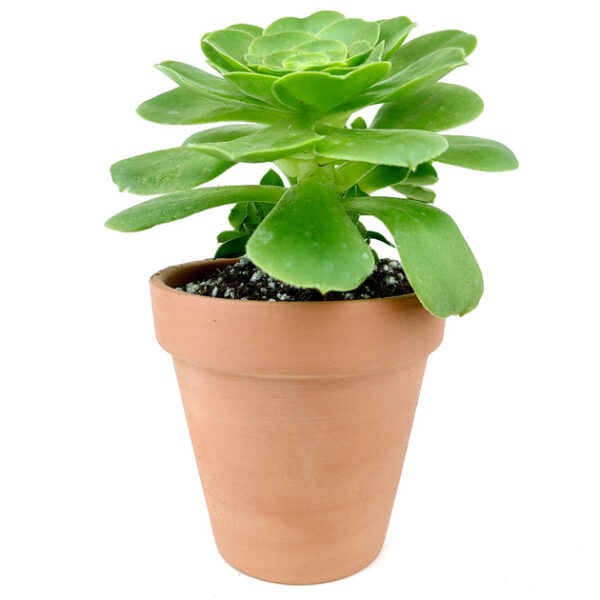 Aeonium Dinner Plate - Image 9