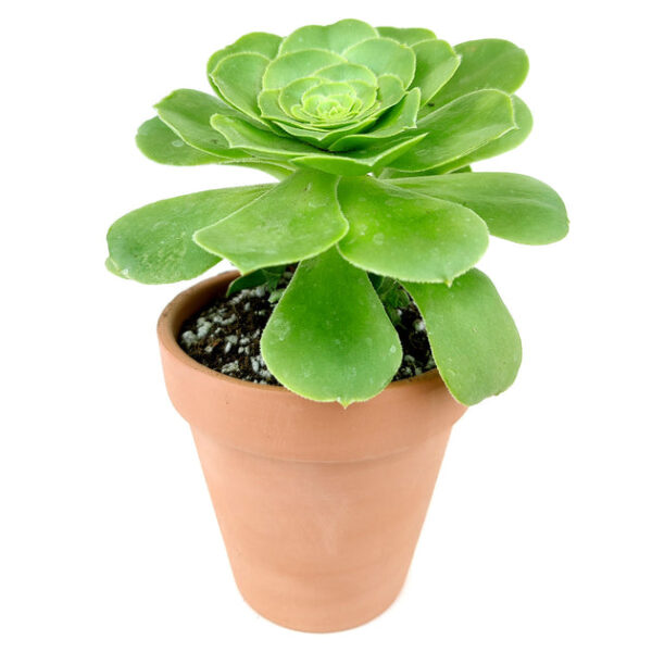 Aeonium Dinner Plate - Image 8