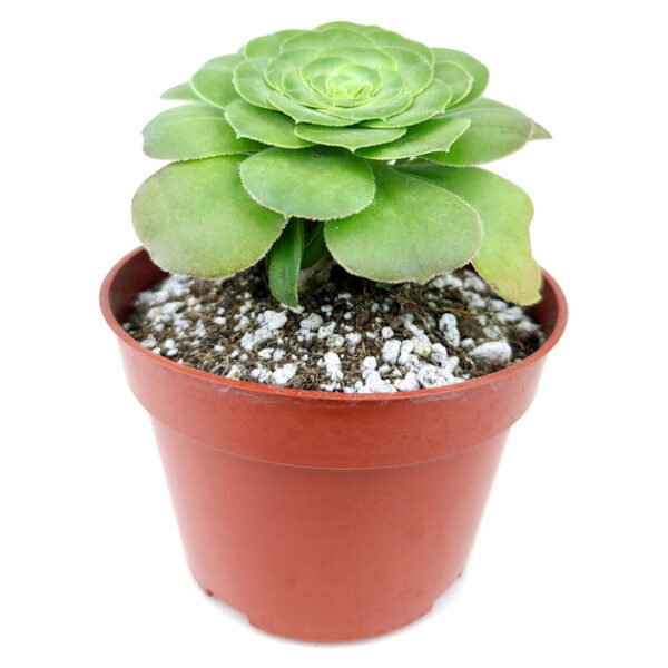 Aeonium Dinner Plate - Image 7